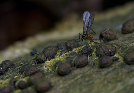 Sciaridae syn. Lycoriidae