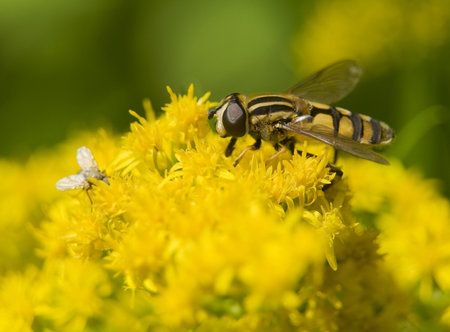 Helophilus pendulus