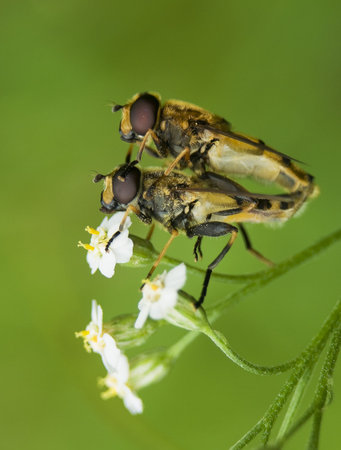Helophilus pendulus