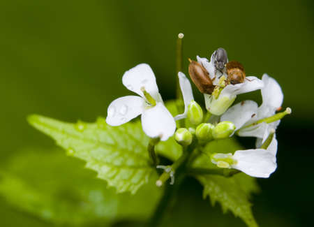 Byturusの写真素材