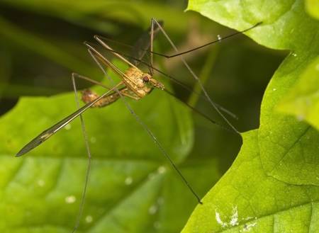  Tipulidaeの写真素材