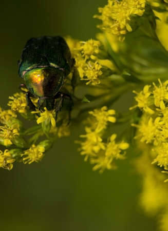 Cetonia aurataの写真素材