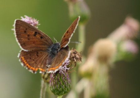 Lycaena alciphron