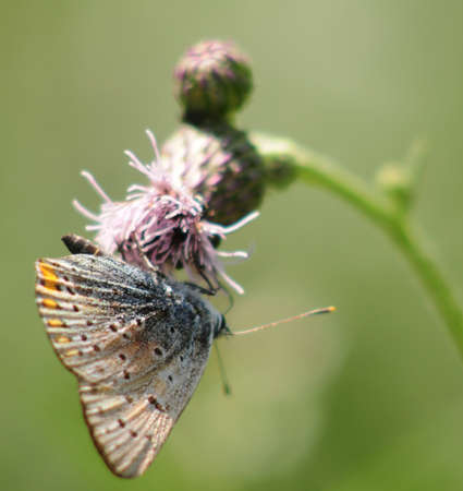 Lycaena alciphronの写真素材
