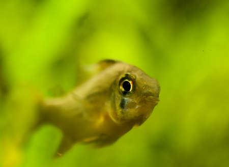 Microgeophagus altispinosusの写真素材