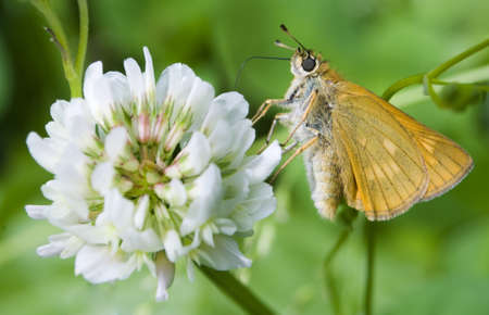 Ochlodes venatus, sylvanus, faunusの写真素材