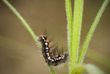 Euproctis similisの写真素材