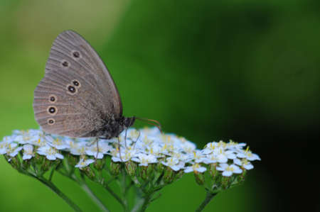 Aphantopus hyperantusの写真素材