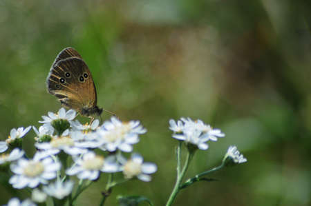 Aphantopus hyperantusの写真素材