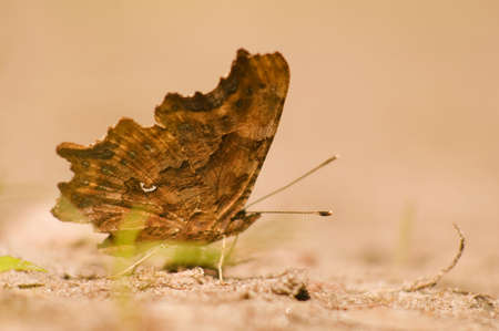 Polygonia c-albumの写真素材