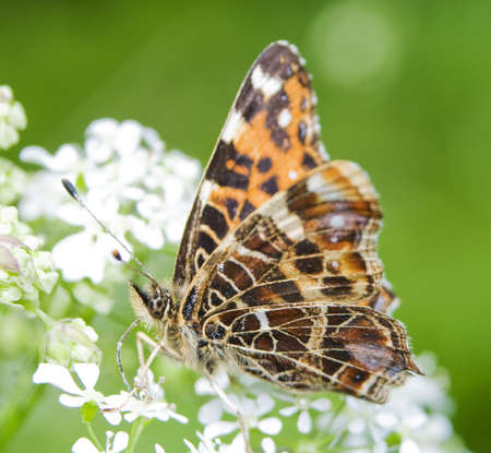 Araschnia levanaの写真素材