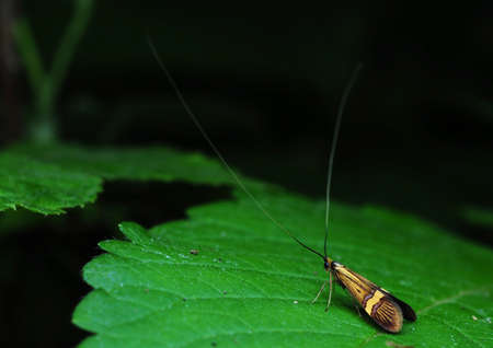 Nemophora degeerellaの写真素材