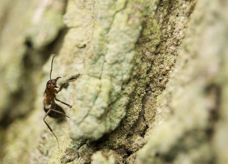 Formica rufaの写真素材