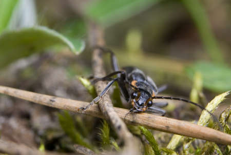 Cantharis obscuraの写真素材