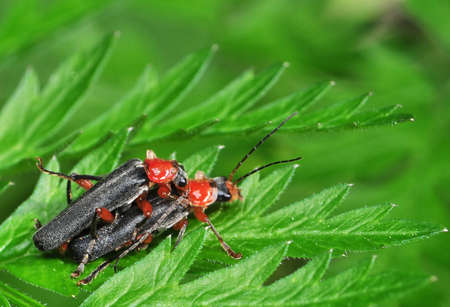 Cantharis pellucidaの写真素材