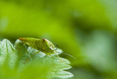 Acanthosoma haemorrhoidale