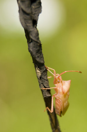 Coreus marginatus