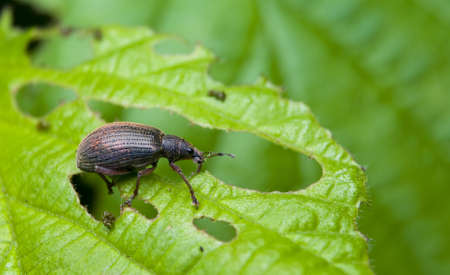 Polydrusus mollisの写真素材