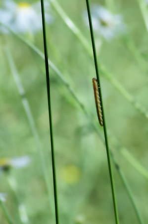 Larva Hymenopteraの写真素材