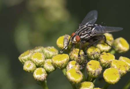 Sarcophaga carnariaの写真素材