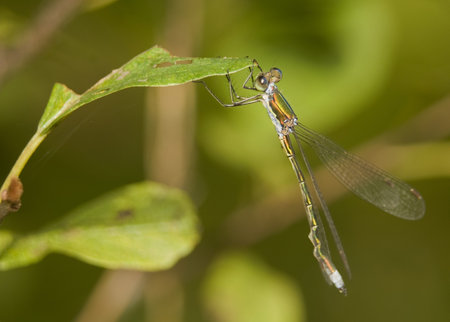 Lestes virens
