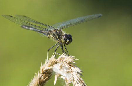 Sympetrum danae