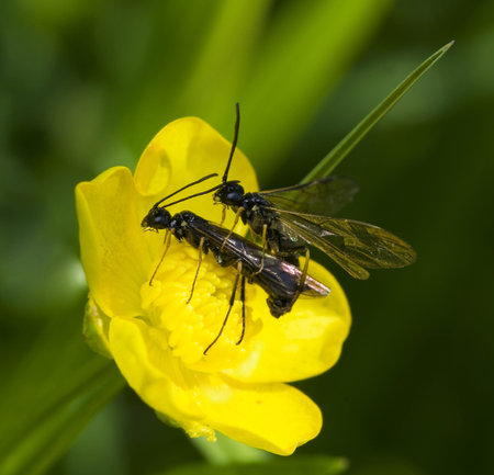 Cephidae