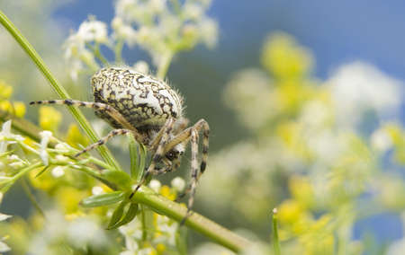 Aculepeira ceropegiaの写真素材