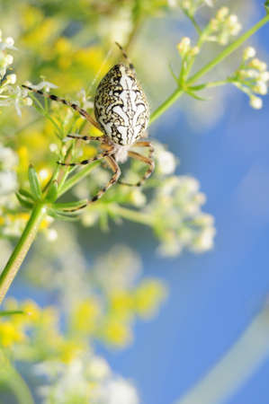 Aculepeira ceropegiaの写真素材