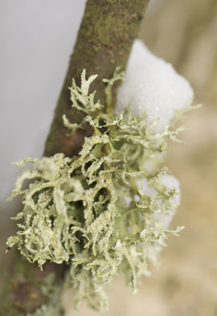 Evernia prunastriの写真素材