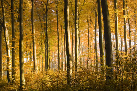 Autumn forestの写真素材