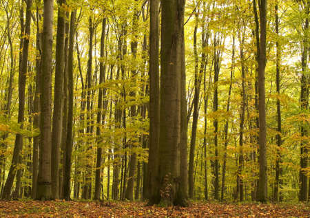 Autumn forestの写真素材