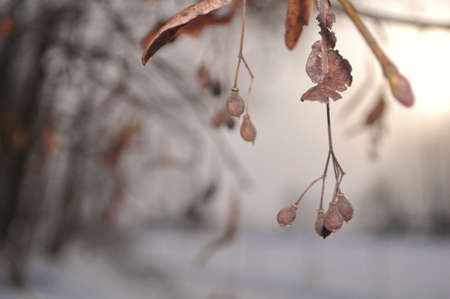 Fruit lindenの写真素材