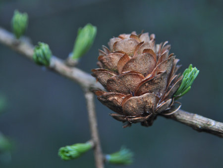 Larix larch cone