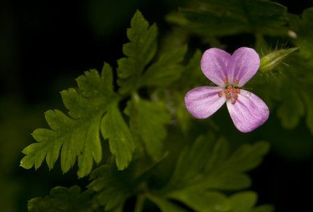 Geranium robertianum