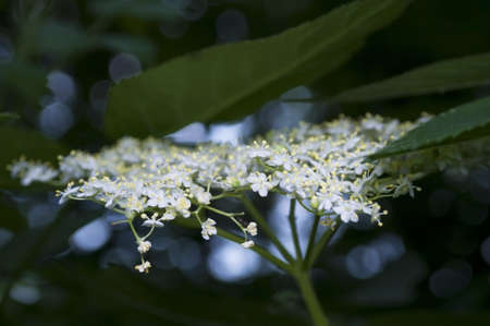 Sambucus nigraの写真素材