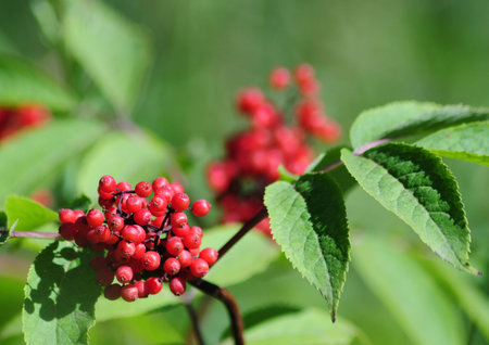 Sambucus racemosa