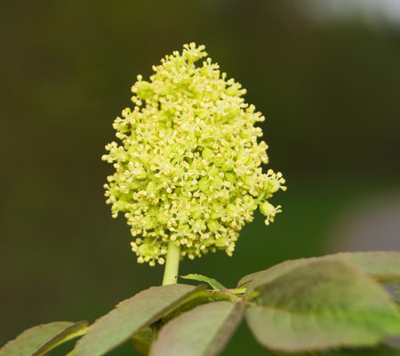 Sambucus racemosa