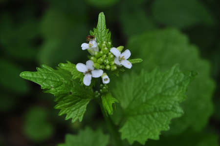 Alliaria petiolataの写真素材