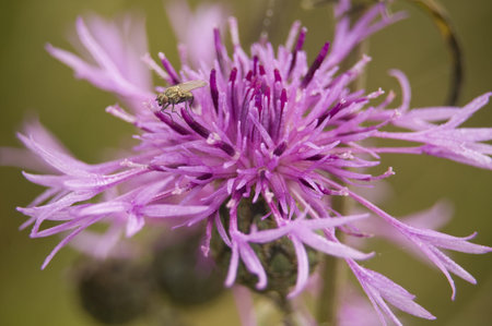 Centaurea jacea