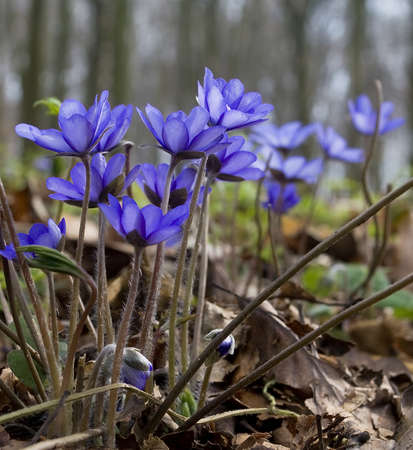 Hepatica nobilisの写真素材