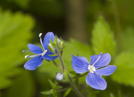 Veronica chamaedrysの写真素材