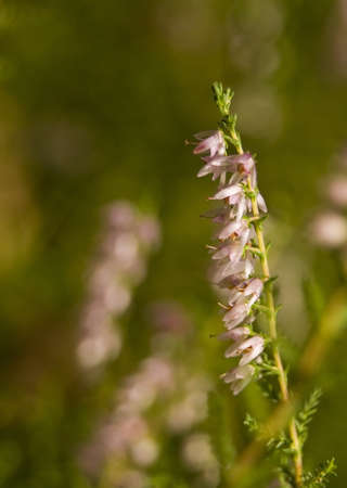 Calluna vulgaris の写真素材