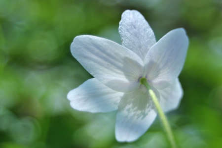 Anemone nemorosaの写真素材