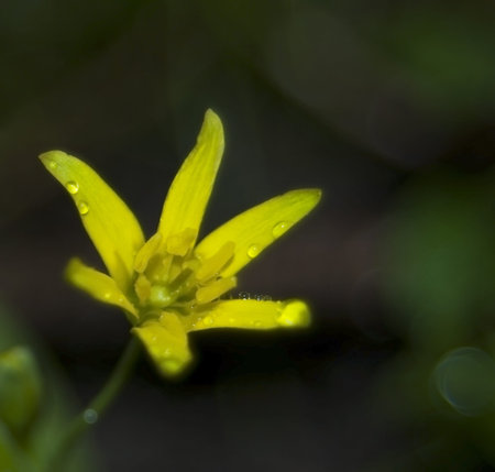 Gagea lutea