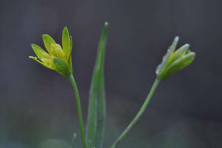 Gagea luteaの写真素材