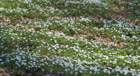 Anemone nemorosaの写真素材
