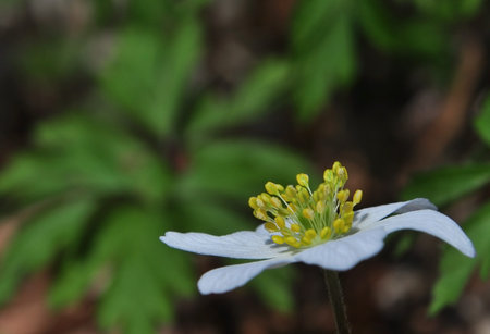 Anemone nemorosa