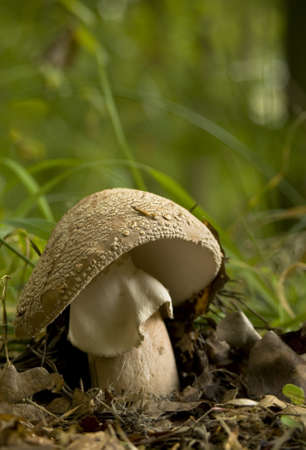 Amanita rubescens の写真素材
