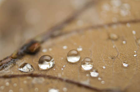 Autumn leaf with raindropsの写真素材